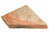 Horodyskia Fossil Slab - Oldest Known Multicellular Life #298597-1